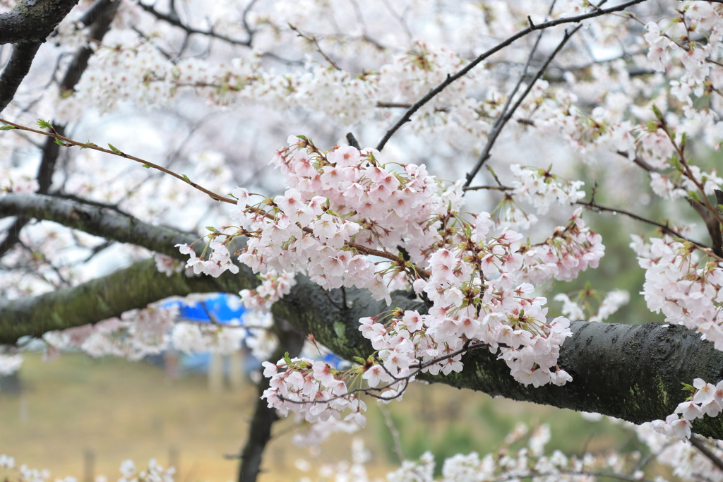 夙川の桜