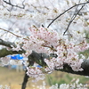 夙川の桜