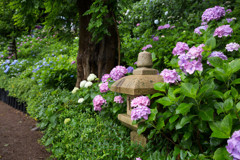 長谷寺・紫陽花⑤