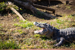 熱川バナナワニ園