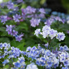 長谷寺・紫陽花②