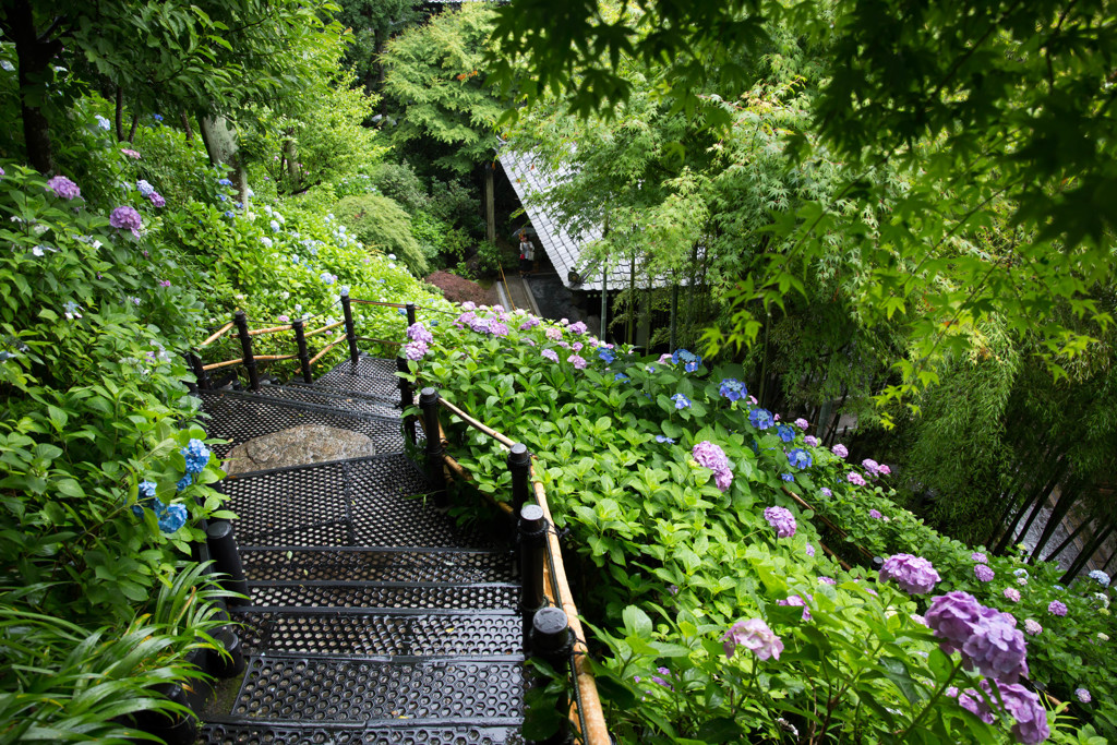 長谷寺・紫陽花⑥