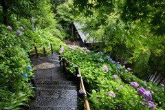 長谷寺・紫陽花⑥