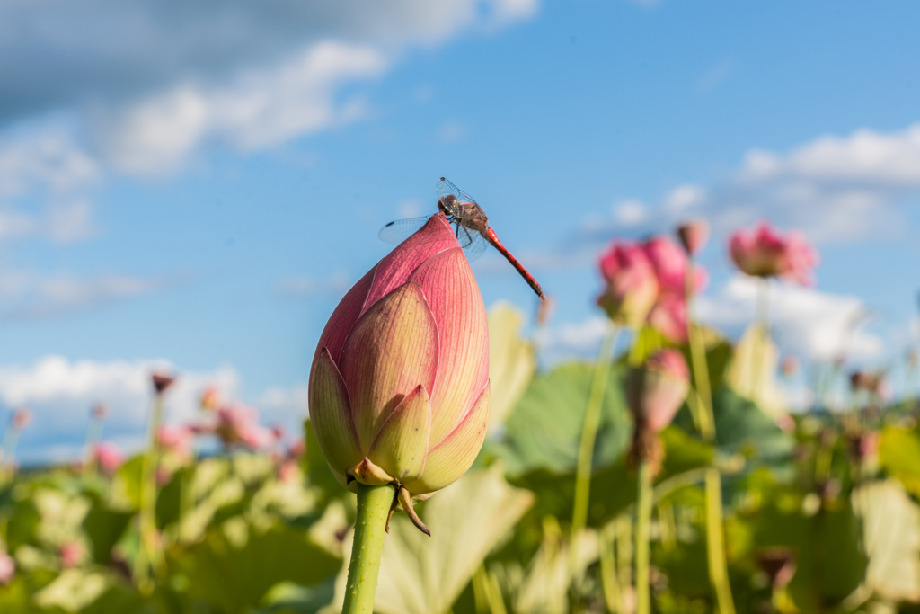 初秋の蓮の花