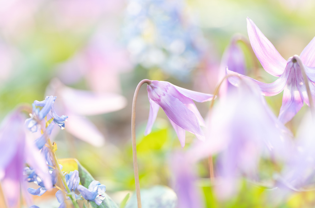 カタクリの花