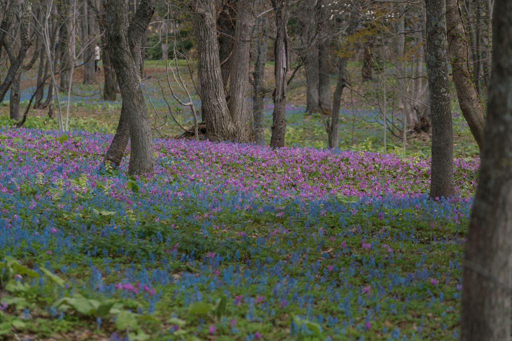 エゾエンゴサクとカタクリの花