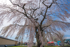 法亀寺のしだれ桜