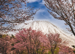 桜と羊蹄山