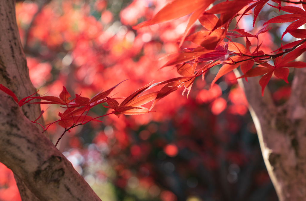 平岡樹芸センターの紅葉