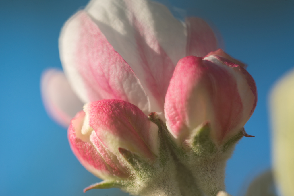 桜の次は、私。