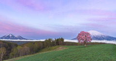 桜と羊蹄山Ⅱ