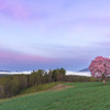 桜と羊蹄山Ⅱ