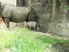 サイの赤ちゃん　生後三週間です