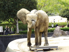 片足で立てるもん