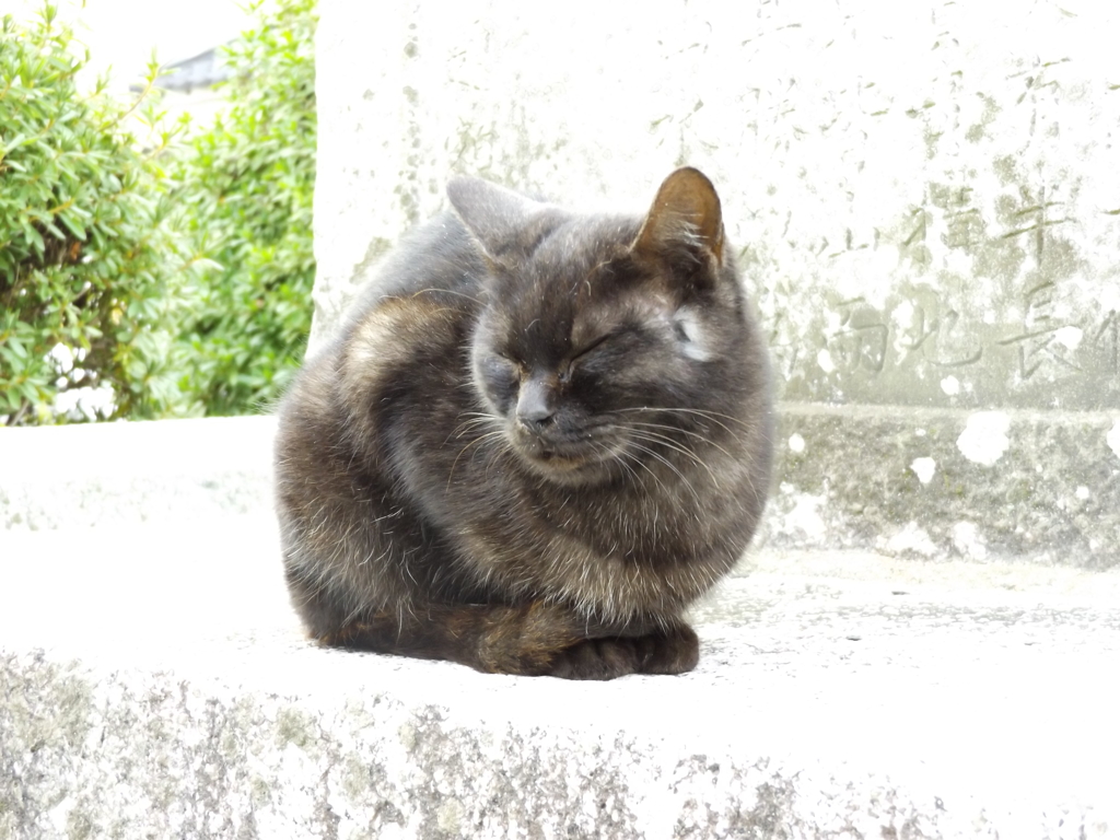 おやすみにゃ