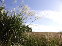 夕日は見慣れていたから青空と一緒に。