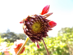 自分のペースで咲けばいい、咲かないことがいけないんだよ。