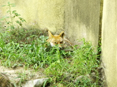 うまく隠れている？