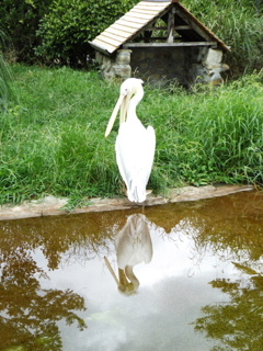 綺麗に映っている？　天然の鏡に自分を映す姿が素敵です。