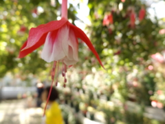 スカートみたいな花だね。