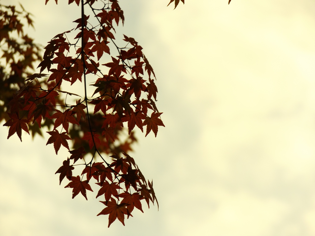 秋空