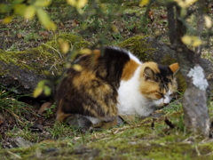 木の根っこにハマってますｗ
