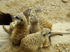 ミーヤキャットが集まってます。