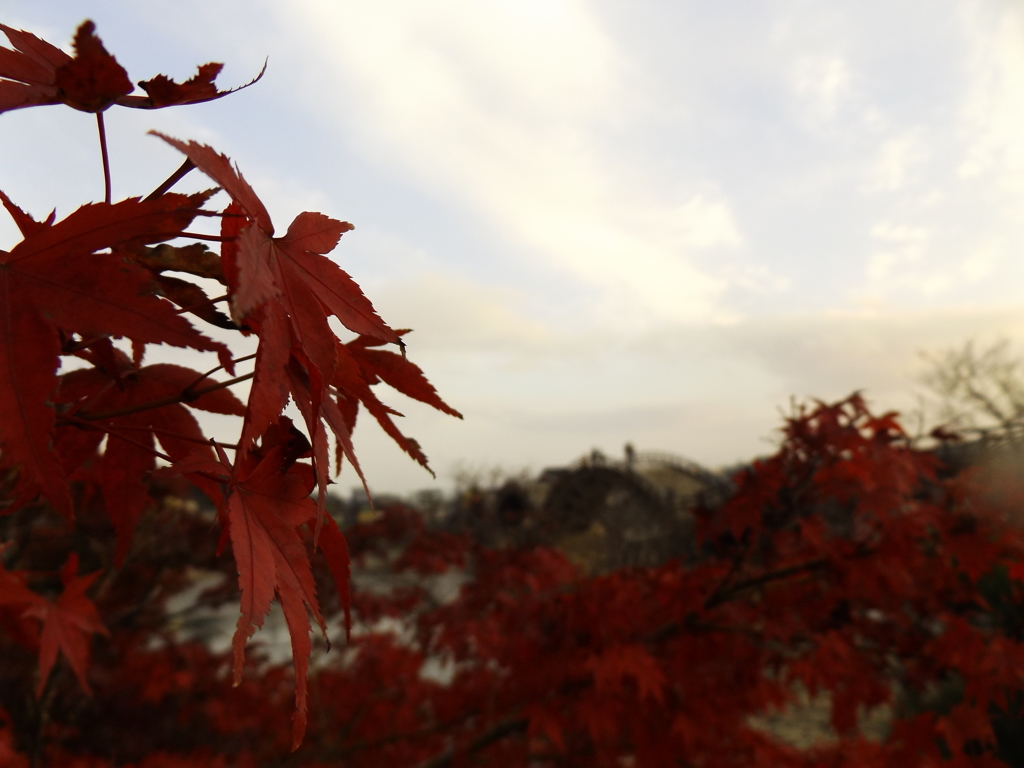 紅葉