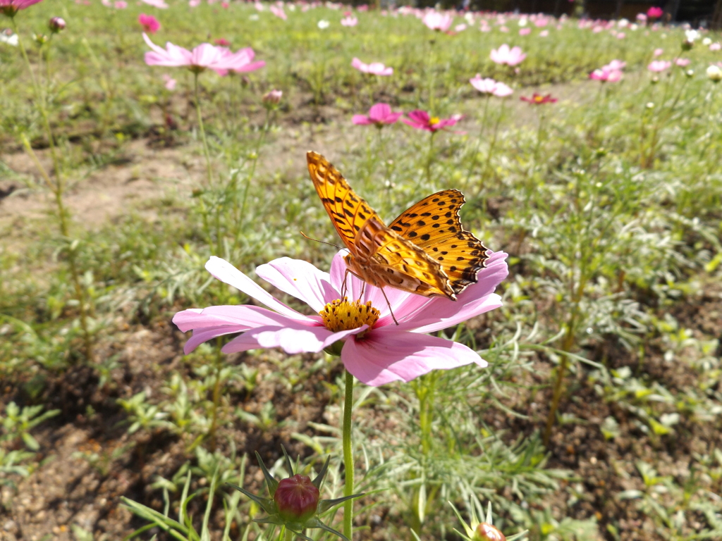 今日のごちそう♪