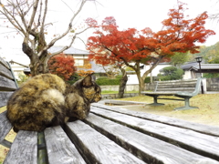 サビさんと紅葉