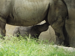 早く大きくなってね。　