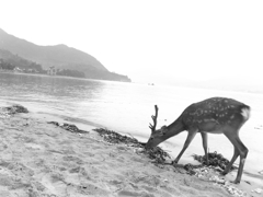 鹿と宮島の鳥居