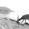 鹿と宮島の鳥居