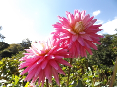 生まれ変わったカップルかな？