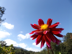 一人でも寂しくない！君は青空に咲き誇る強い花だね。