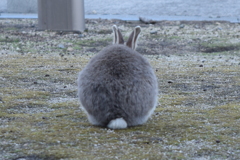 キュートなお尻