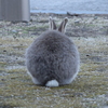 キュートなお尻