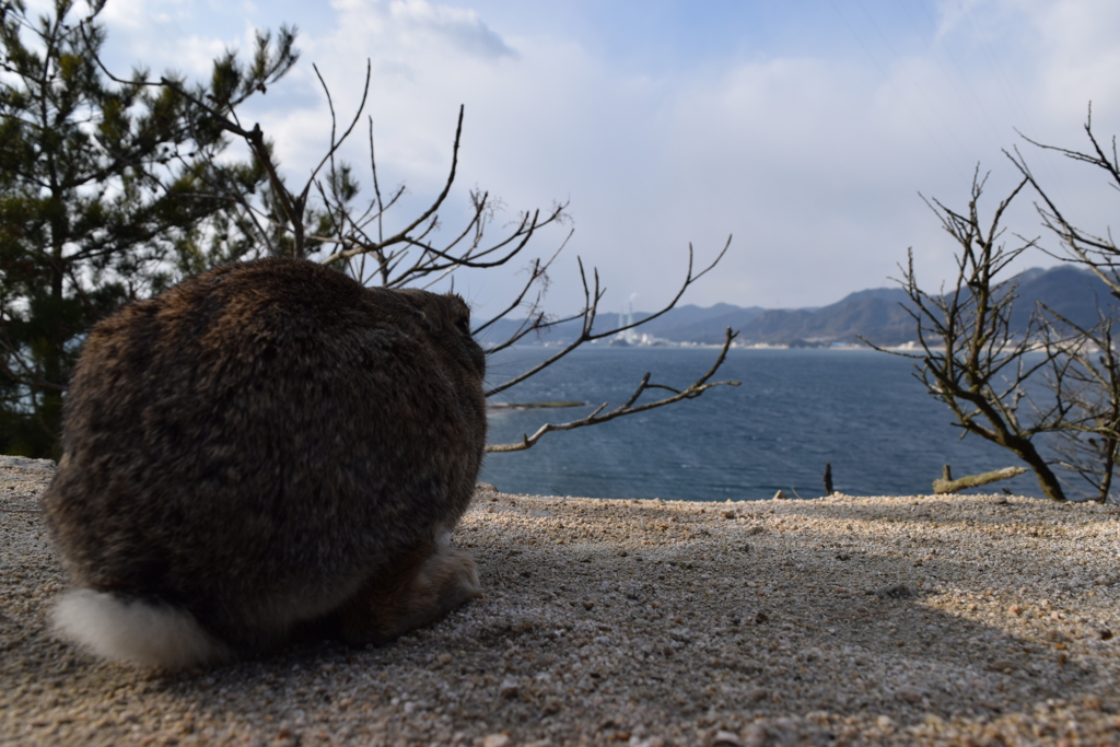 うさぎと海