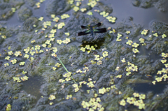 蝶蜻蛉（産卵） (2)