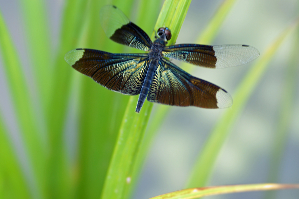 蝶蜻蛉（雌）  (2)