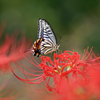 彼岸花とアゲハチョウ (5)