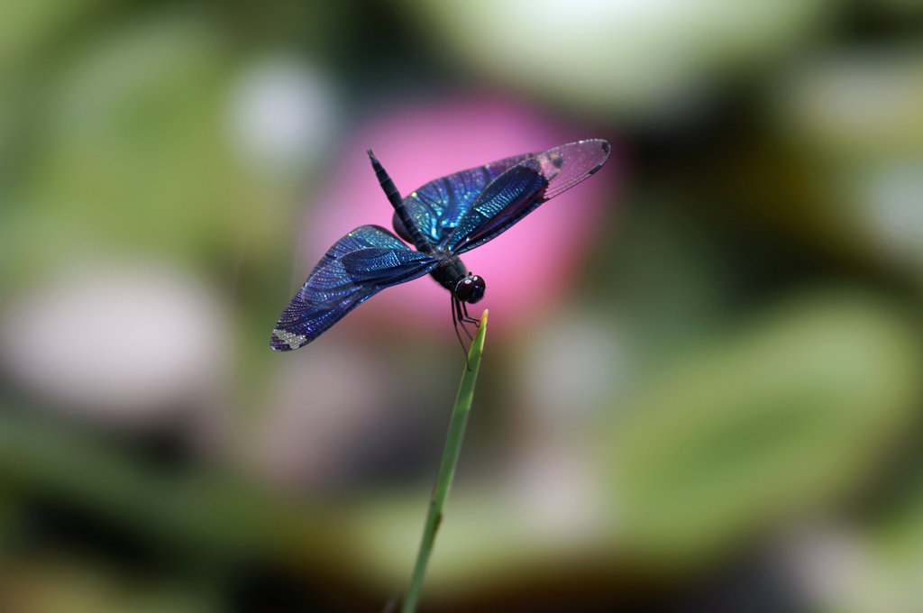 蝶蜻蛉 (10)