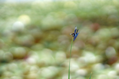 蝶蜻蛉 (4)