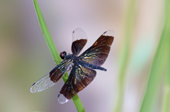 蝶蜻蛉（雌）  (4)