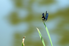 蝶蜻蛉 (6)