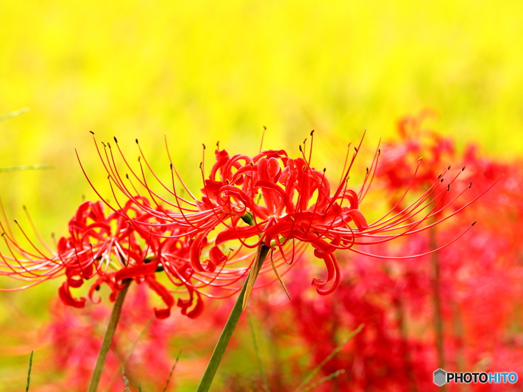 彼岸花と稲
