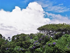 夏の雲