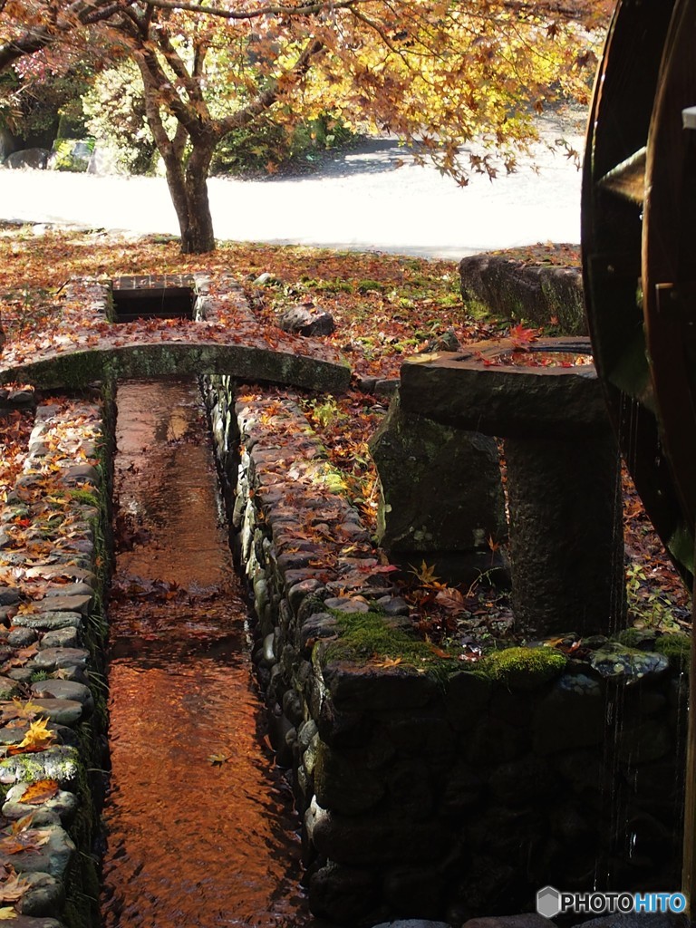 紅葉ではなく茶葉
