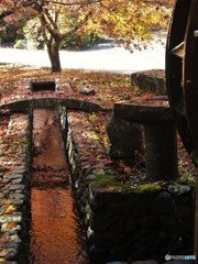 紅葉ではなく茶葉