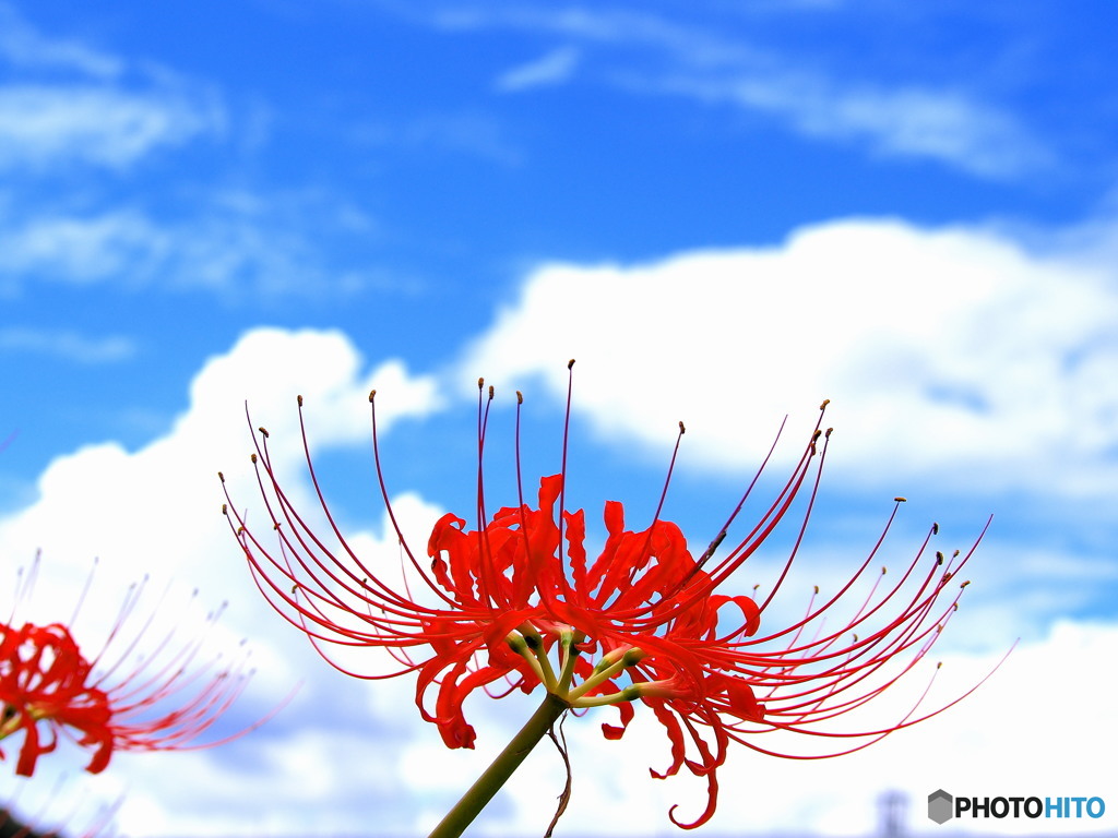 青空と彼岸花